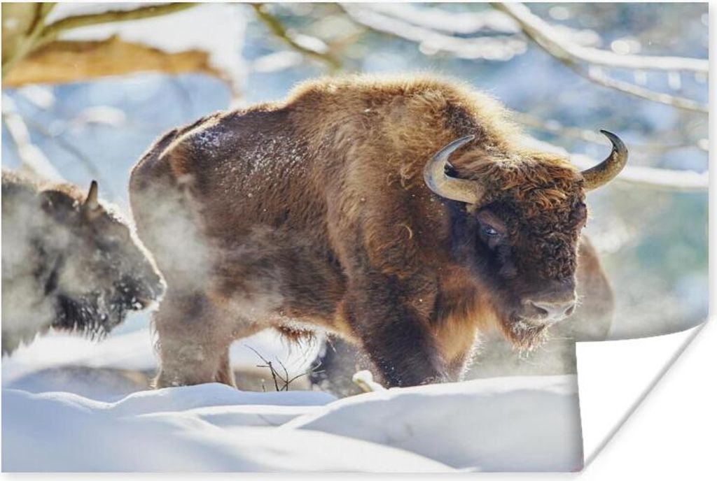 MuchoWow Poster Wisente laufen durch den Schnee im Nationalpark Bayerischer Wald 160x120 cm - Foto Plakat