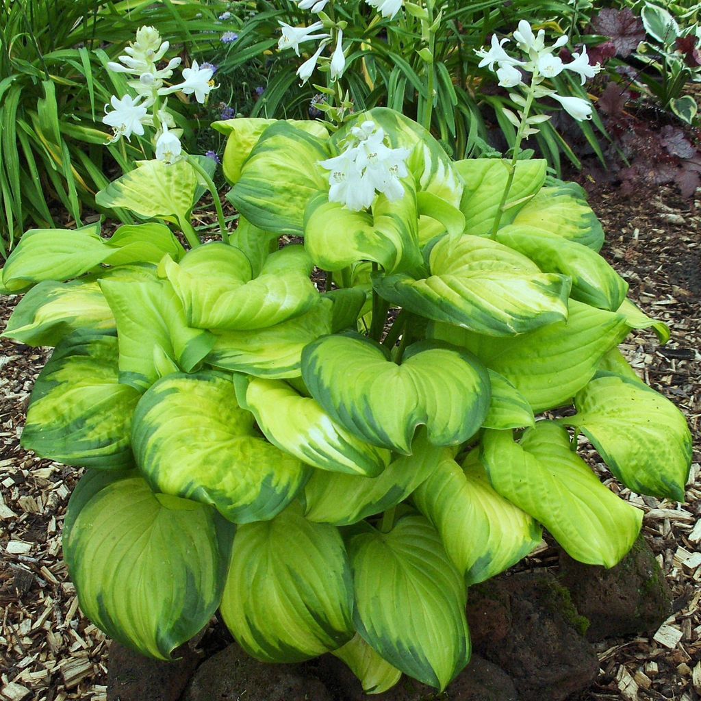 Funkie Hosta Knolle Zierblätter Schattenpflanzen Funkie Stained Glass 1 St.