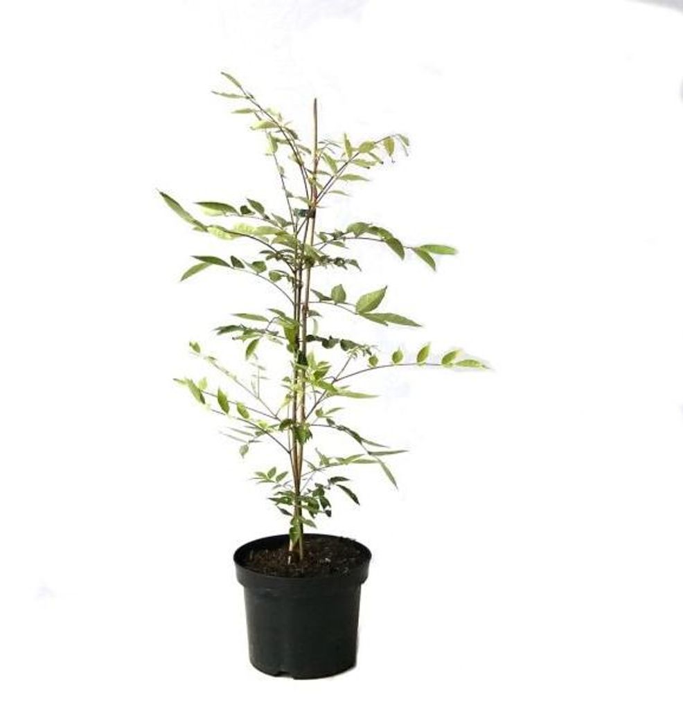 Bienenbaum Euodia hupehensis Tausendblütenstrauch Produktbild 
