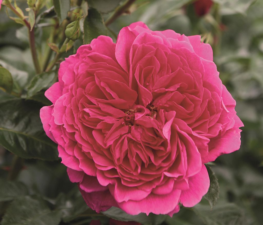 Dehner Rose Nostalgie -Strauchrose Soul , Züchter Tantau, pinke Blüten, dicht gefüllt und duftend, 15-30 cm, 6 l Topf