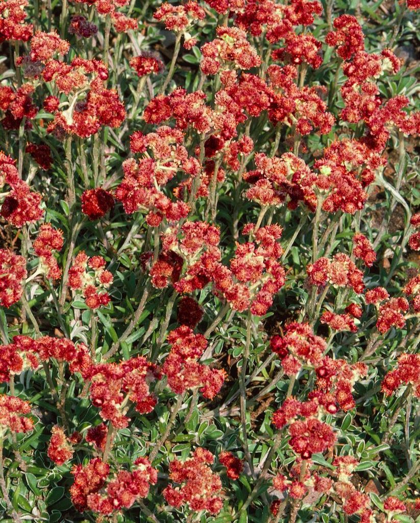 A close-up view of a cluster of small red flowers with green stems and leaves.