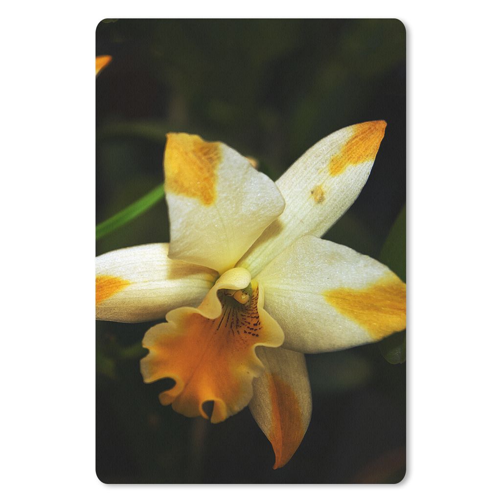 MuchoWow Mauspad Mousepad Zwei Orchideenblüten 18x27 cm - Mousepads - Maus Mat - Pad - Mausunterlage