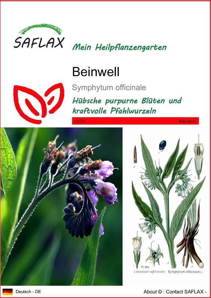 SAFLAX - Heilpflanzen - Beinwell - 15 Samen - Symphytum officinale
