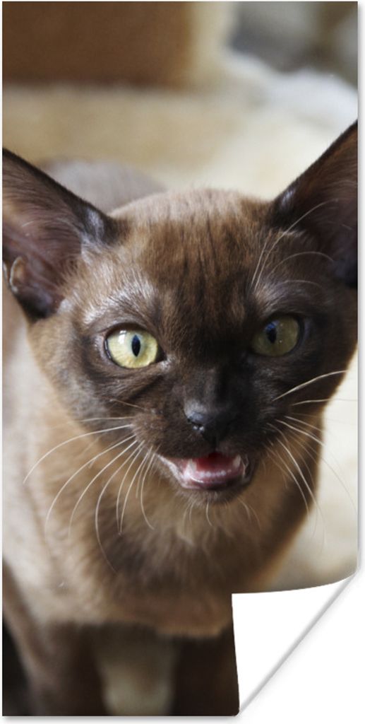 MuchoWow Poster Niedliche kleine burmesische Katze im Korb 20x40 cm - Plakat - Foto