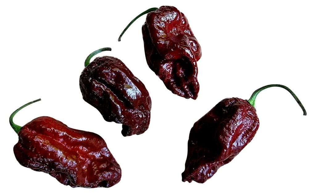 Brazilian Ghost Pepper 10 Samen