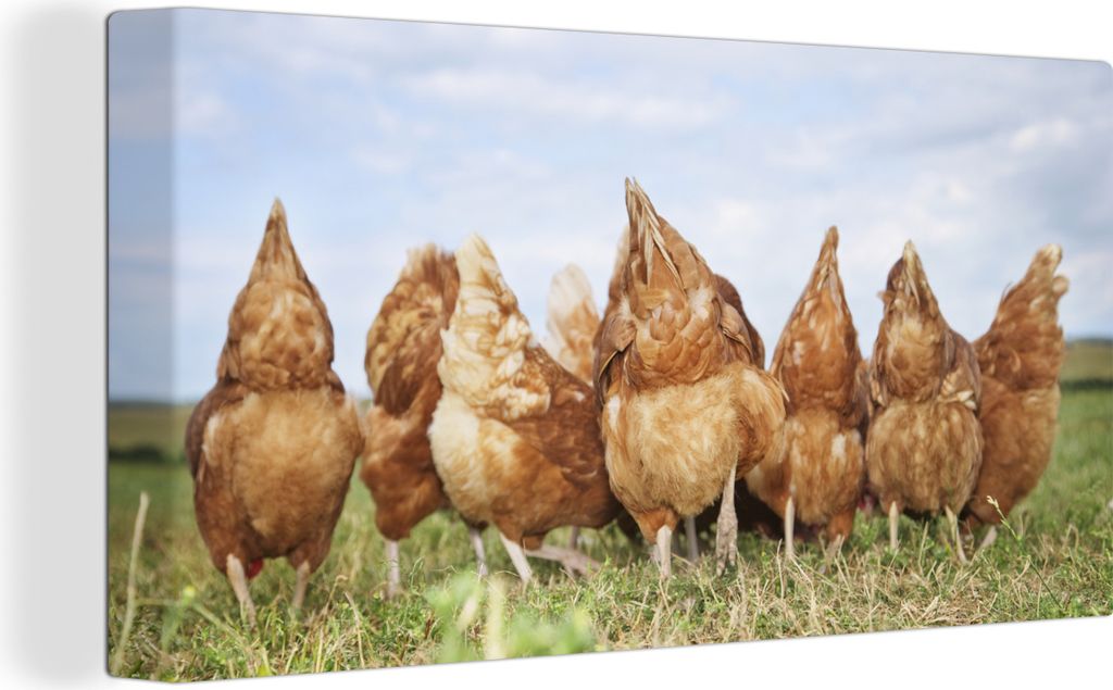 MuchoWow - Leinwandbilder - Hühner auf dem Feld, Wandbild, Wanddeko Bilder Wohnzimmer, 80x40 cm