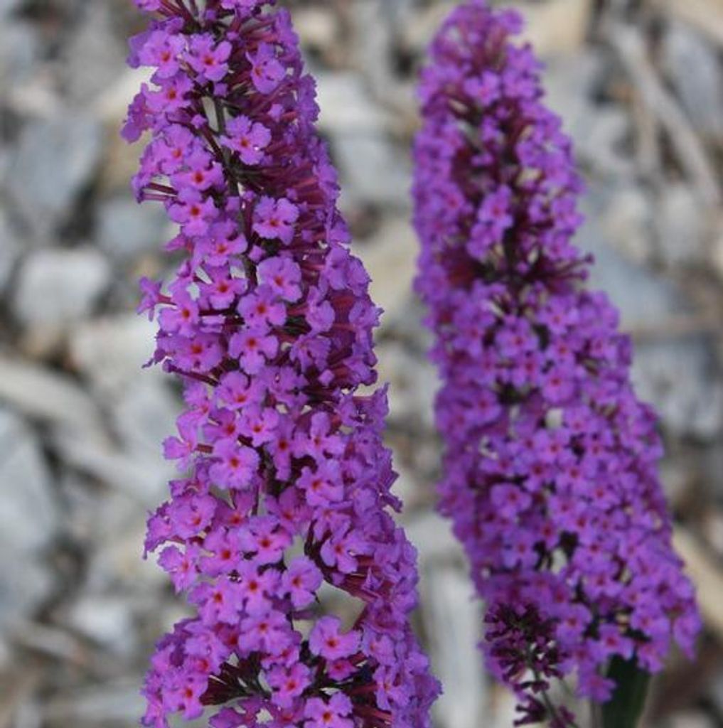 Buddleja davidii Border Beauty 25-30 cm motýlí ker letný Obrázok produktu 