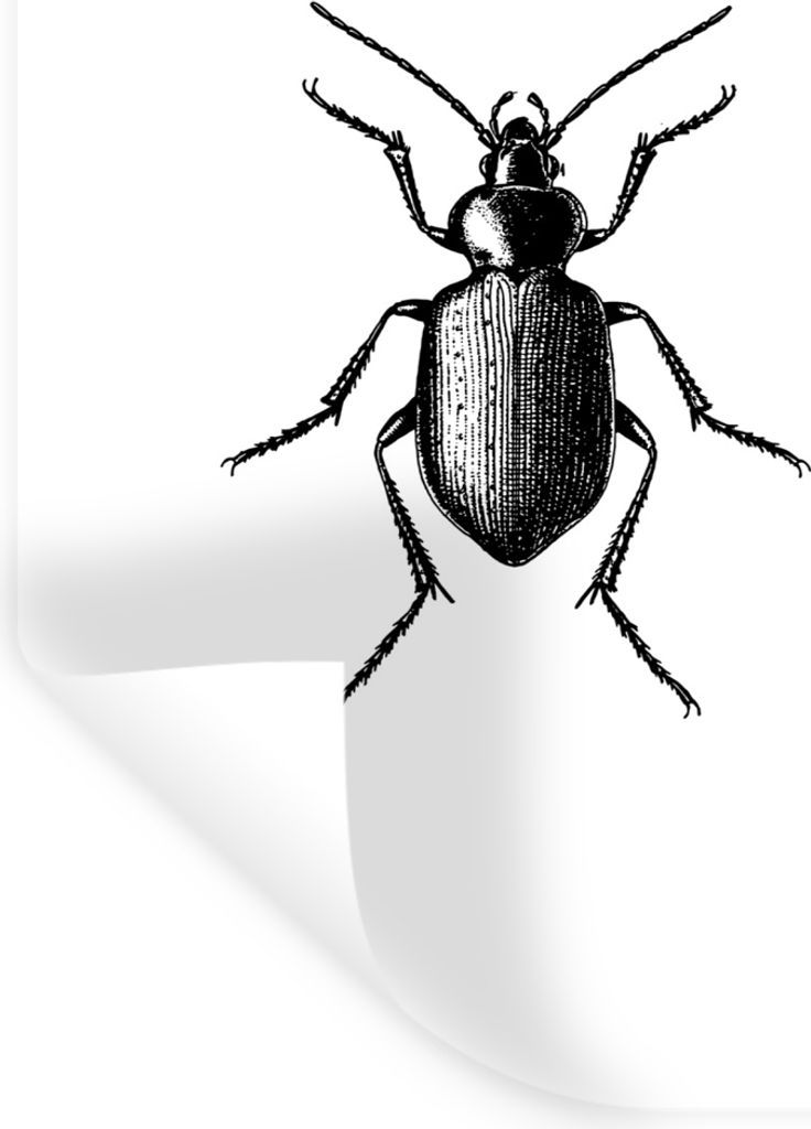 MuchoWow Wandtattoo Wandsticker Wandaufkleber Käfer - Tiere - Vintage - Schwarz und weiß 40x60 cm Selbstklebend und Repositionierbar - Wierderv...