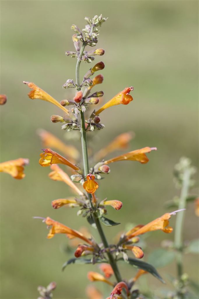 Agastache aurantiaca 'Apricot Sprite', Duftnessel, apricot, ca. 9x9 cm Topf