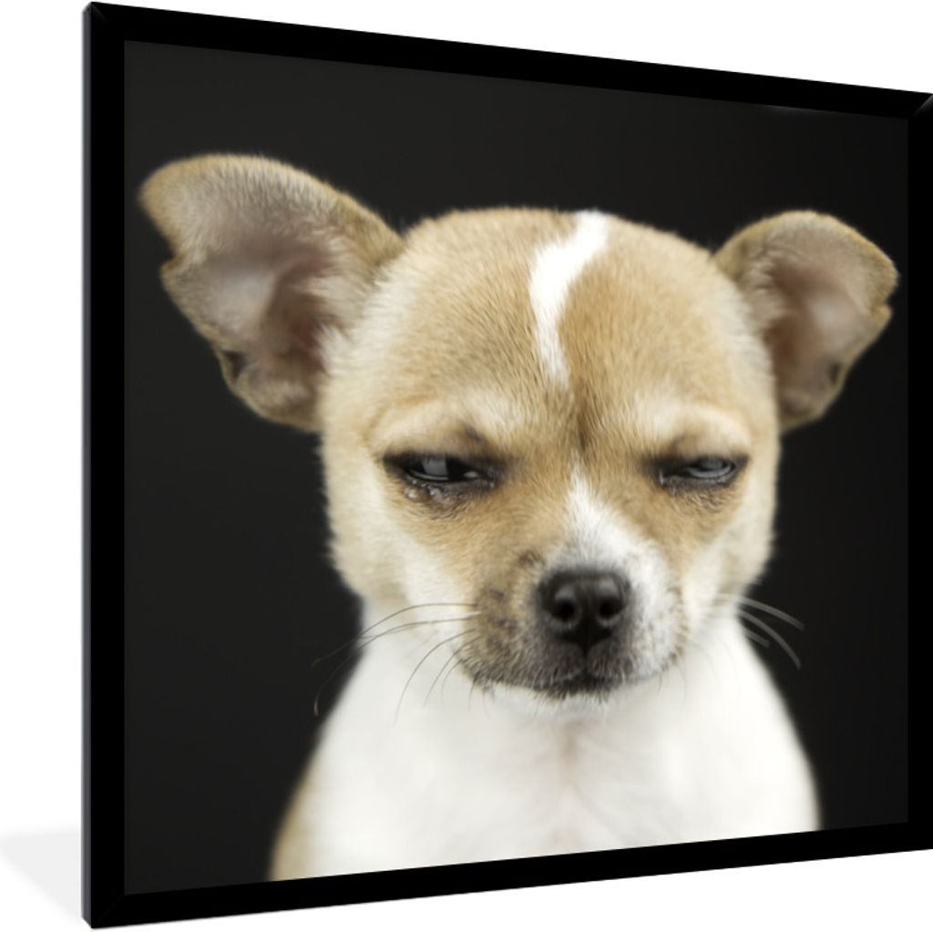 MuchoWow Gerahmtes Poster Hund - Haustiere - Porträt 40x40 cm - Poster mit Schwarzem Bilderrahmen Wandposter Rahmen Foto Bilder