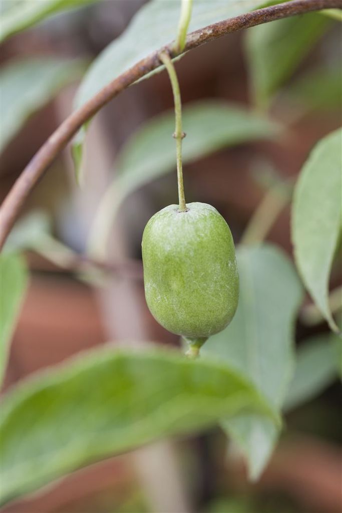 Actinidia arguta 'Issai', Kiwi, selbstfruchtend, 40–60 cm