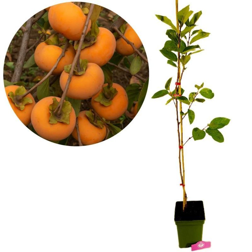 Diospyros kaki 'Fau Fau', Sharonfrucht, 2 Liter Topf, 90cm Produktbild 