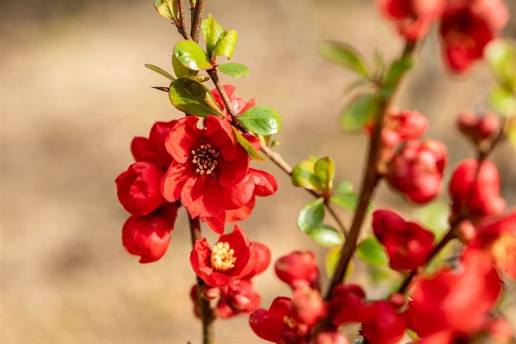 Chaenomeles superba 'Fusion', Zierquitte, 40–60 cm, leuchtend rot