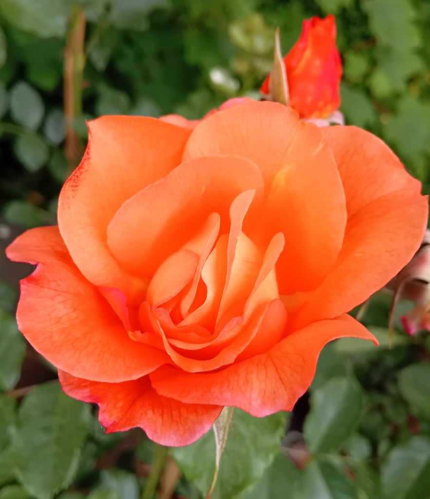 Rose Strauchrose Westerland orange - gelb im großen 7 Liter Topf Beetrose