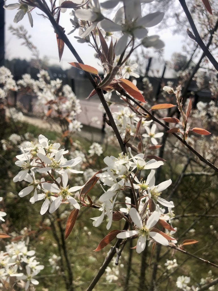 Amelanchier Lamarckii - Medená hruška 40 - 60 cm kontajner Obrázok produktu 