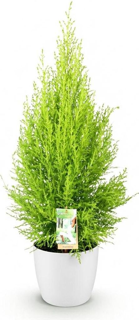 Zimmerzypresse Cupressus Goldcrest Wilma Ø21cm 85-95cm Mit Topf Pflegeleicht