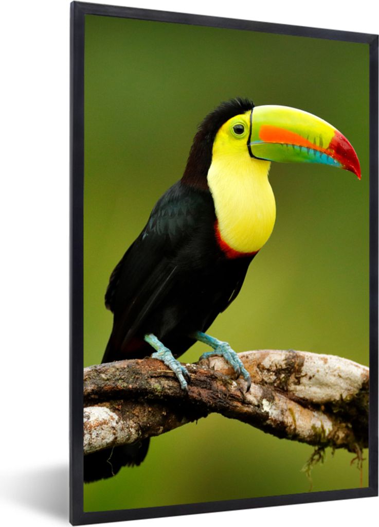 MuchoWow Gerahmtes Poster Vogel - Tukan - Regenbogen - Grün - Zweig 20x30 cm - Poster mit Schwarzem Bilderrahmen Wandposter Rahmen Foto Bilder -...