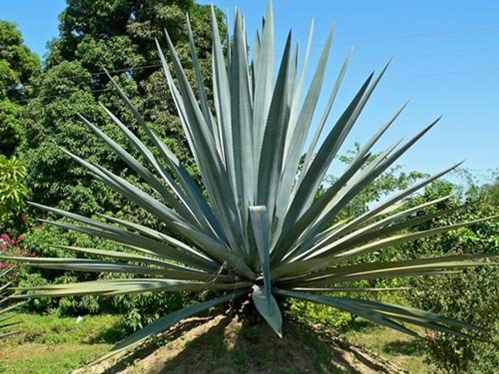 Agave Inulin a natural, soluble dietary fiber of blue agave plant prebiotics