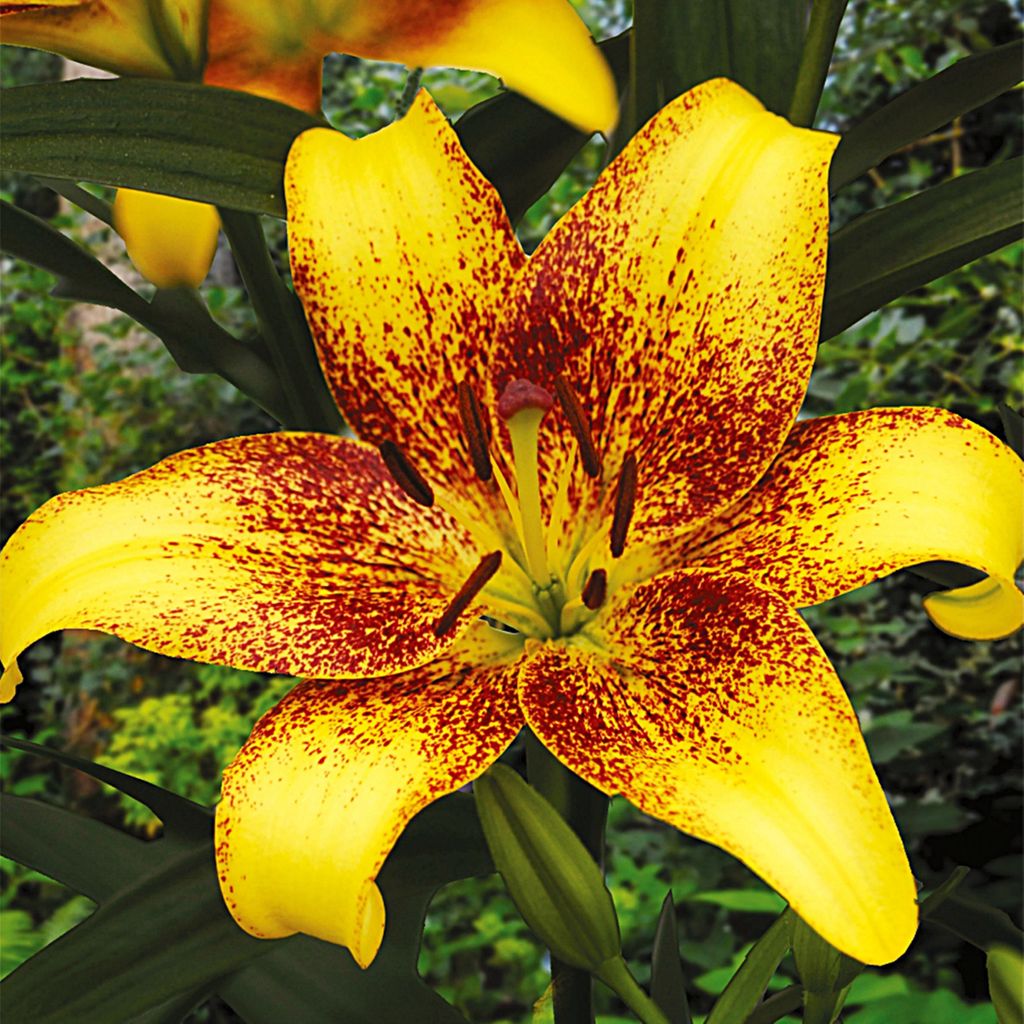 Lilien Blumenzwiebeln Zwiebeln Blumen Asiatische Lilie Produktbild 