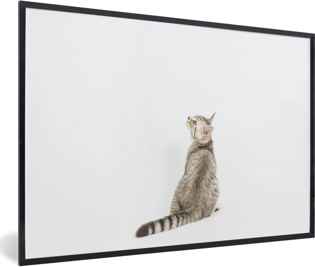 MuchoWow Gerahmtes Poster Katze - Haustiere - Fell 60x40 cm - Poster mit Schwarzem Bilderrahmen Wandposter Rahmen Foto Bilder - Printing - Wandde...