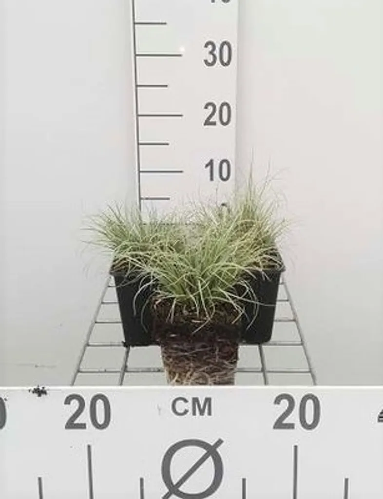 6 Carex comans Frosted Curls en pot de 9cm - Graminée ornementale