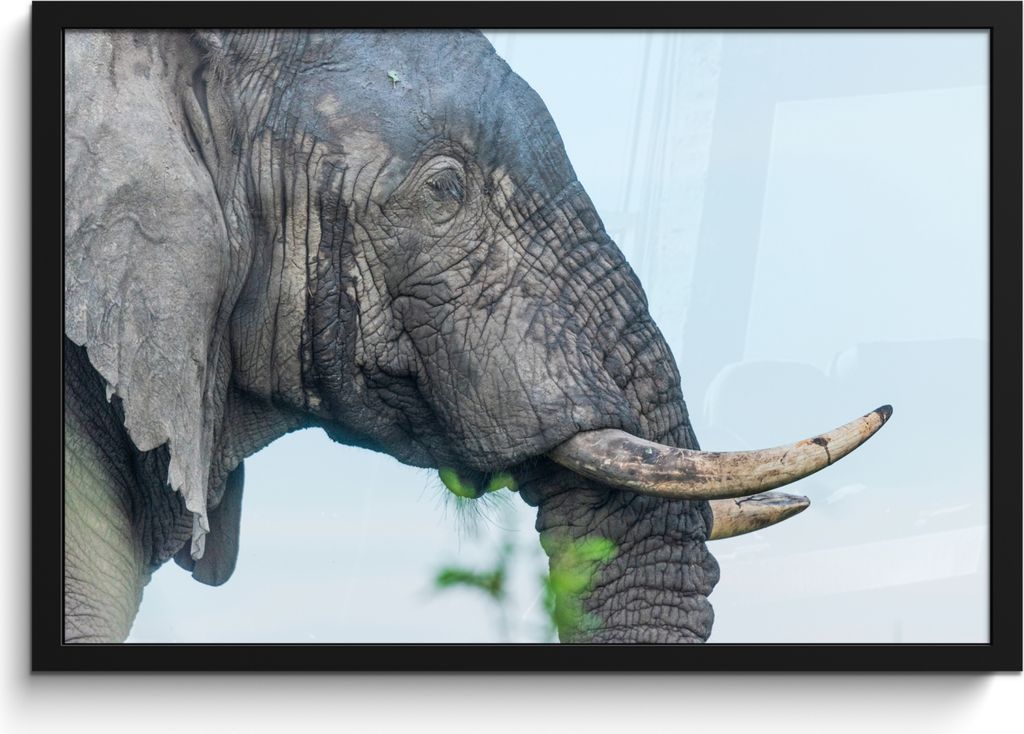 MuchoWow MuchoWow Gerahmtes Poster Elefant - Tiere - Grau - Natur 60x40 cm - Poster mit zchwarzem Bilderrahmen - Printing - Wanddeko Schlafzimmer