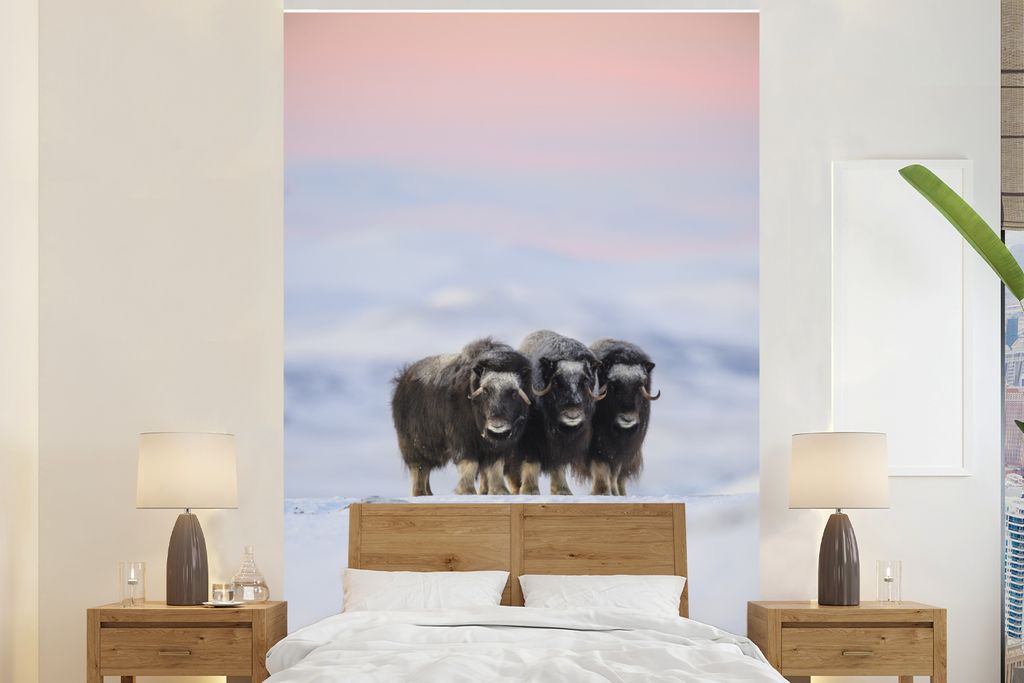 MuchoWow Fototapete für Wohnzimmer oder Schlafzimmer Wandtapete Vinyl Motivtapete Moschusochse - Schnee - Freunde - 155x240 cm - Tapete