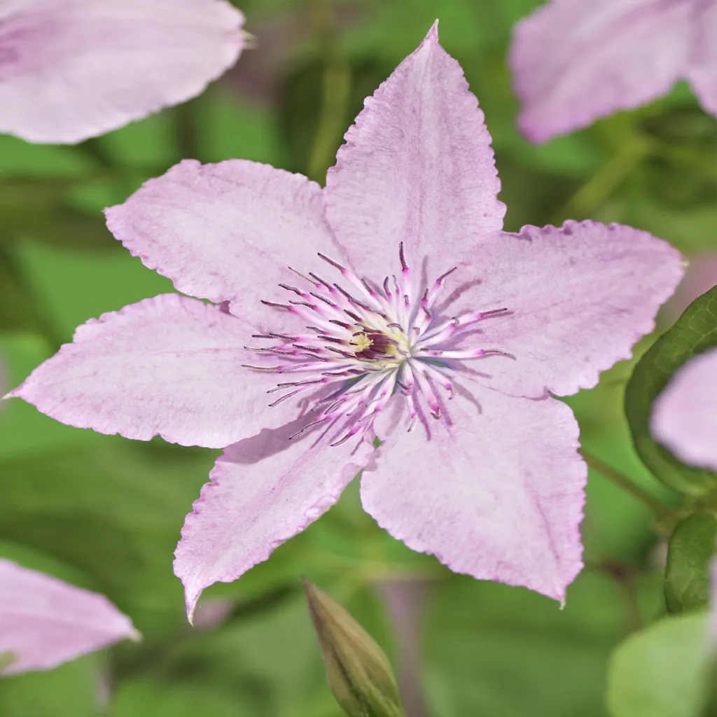 Clematis Hagley Hybrid: Kit 2 Piante Rampicanti Rosa per Balcone