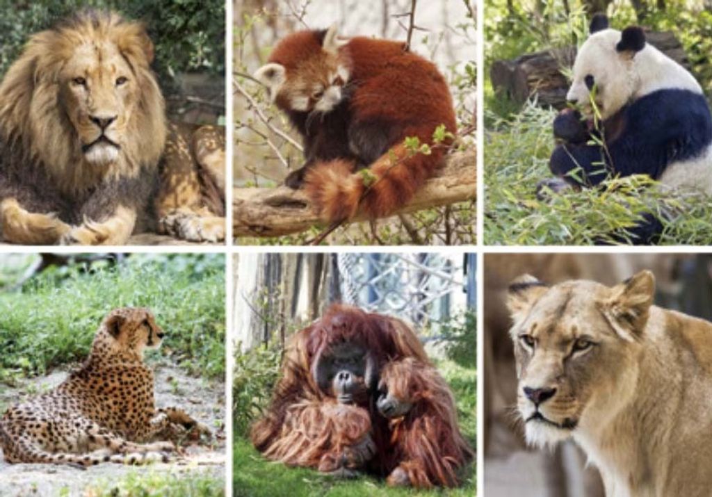 3 D Ansichtskarte Wildtiere, Postkarte Wackelkarte Hologrammkarte Tiere Tier