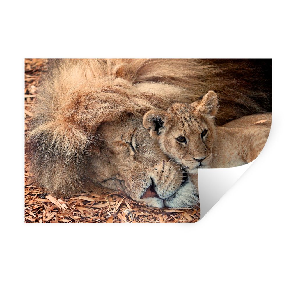 MuchoWow Wandtattoo Wandsticker Wandaufkleber Löwe - Junge - Wilde Tiere 120x80 cm Selbstklebend und Repositionierbar - Selbstklebend - Fototapeten