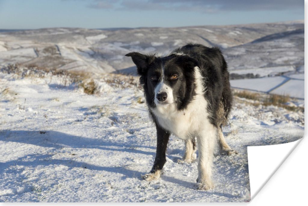 MuchoWow Poster Ein Border Collie in den Schneehügeln 30x20 cm - Plakate - Print