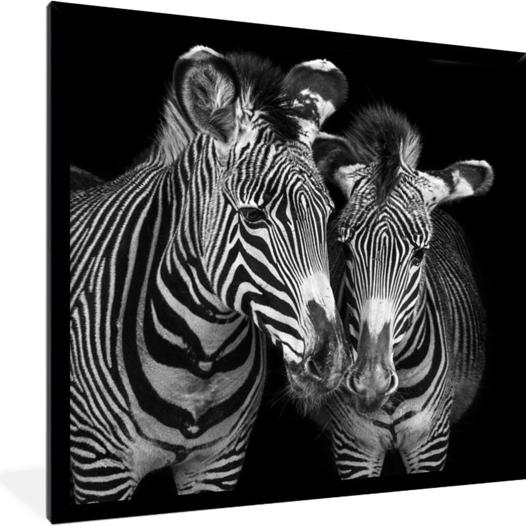 MuchoWow Gerahmtes Poster Tierprofil Zebras in Schwarz und Weiß 40x40 cm - Poster mit Schwarzem Bilderrahmen Wandposter Rahmen Foto Bilder - Mit...