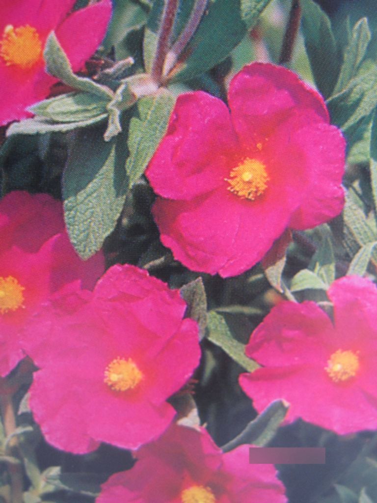 Cistus pulverulentus - Zistrose pulverulentus 25-30 Produktbild 