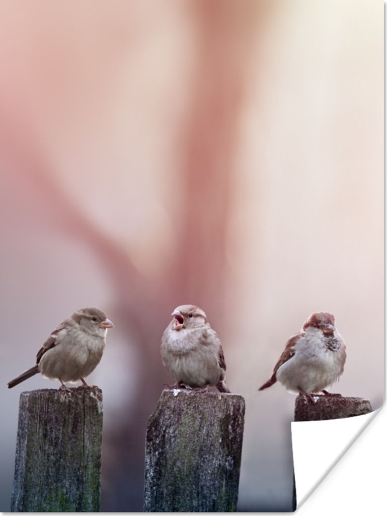 MuchoWow Poster Vögel - Spatzen - Pfähle - Holz 90x120 cm - Wohnzimmer