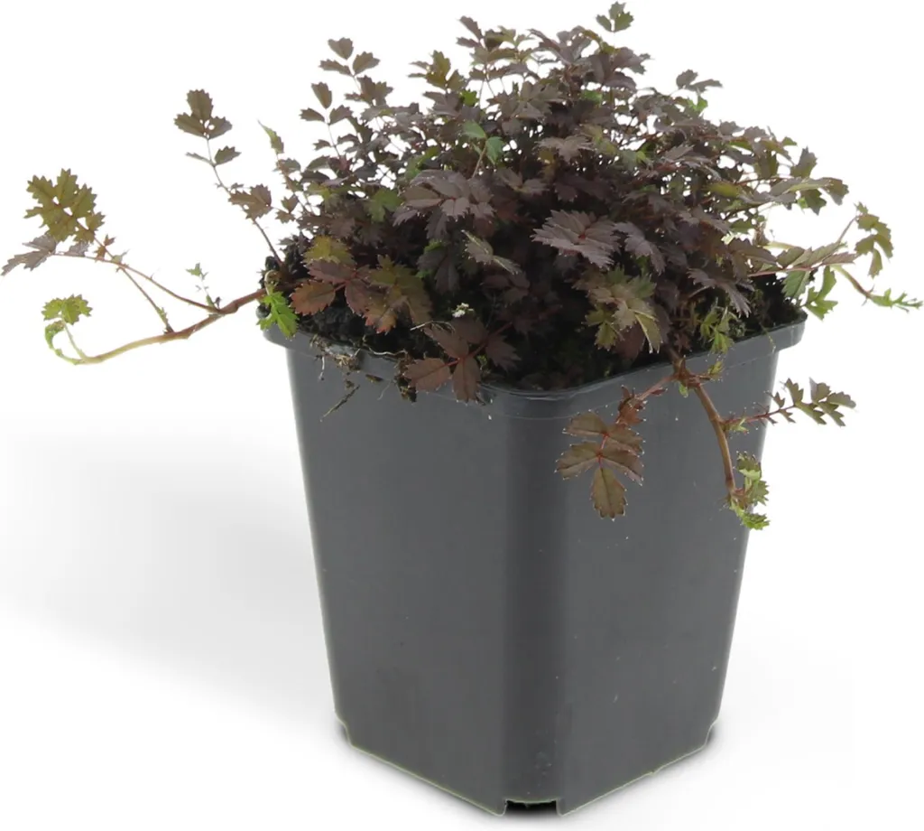 Acaena Kupferteppich Bronze - Couvre-sol Persistant et Rustique - 12 Pots - 2