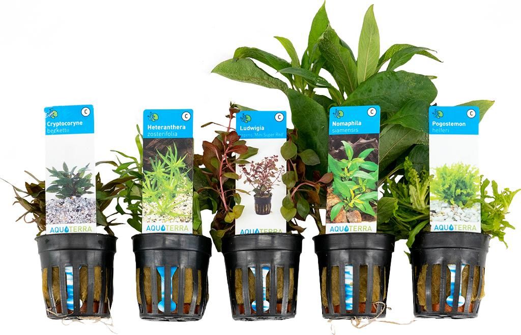 Bloomique - Mix 5 - Rośliny akwariowe - Rośliny słodkowodne Zdjęcie produktu 