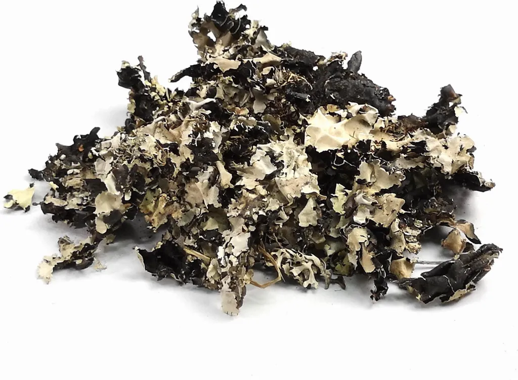 Lichen Noir 100g - Solution Naturelle pour Décor et Cuisine Authentique