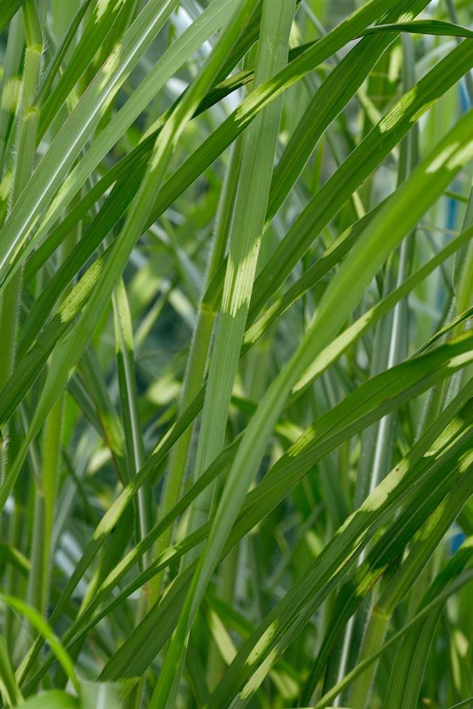 Miscanthus sinensis 'Giraffe', Chinaschilf, auffällig gestreift, 3-5 L Container