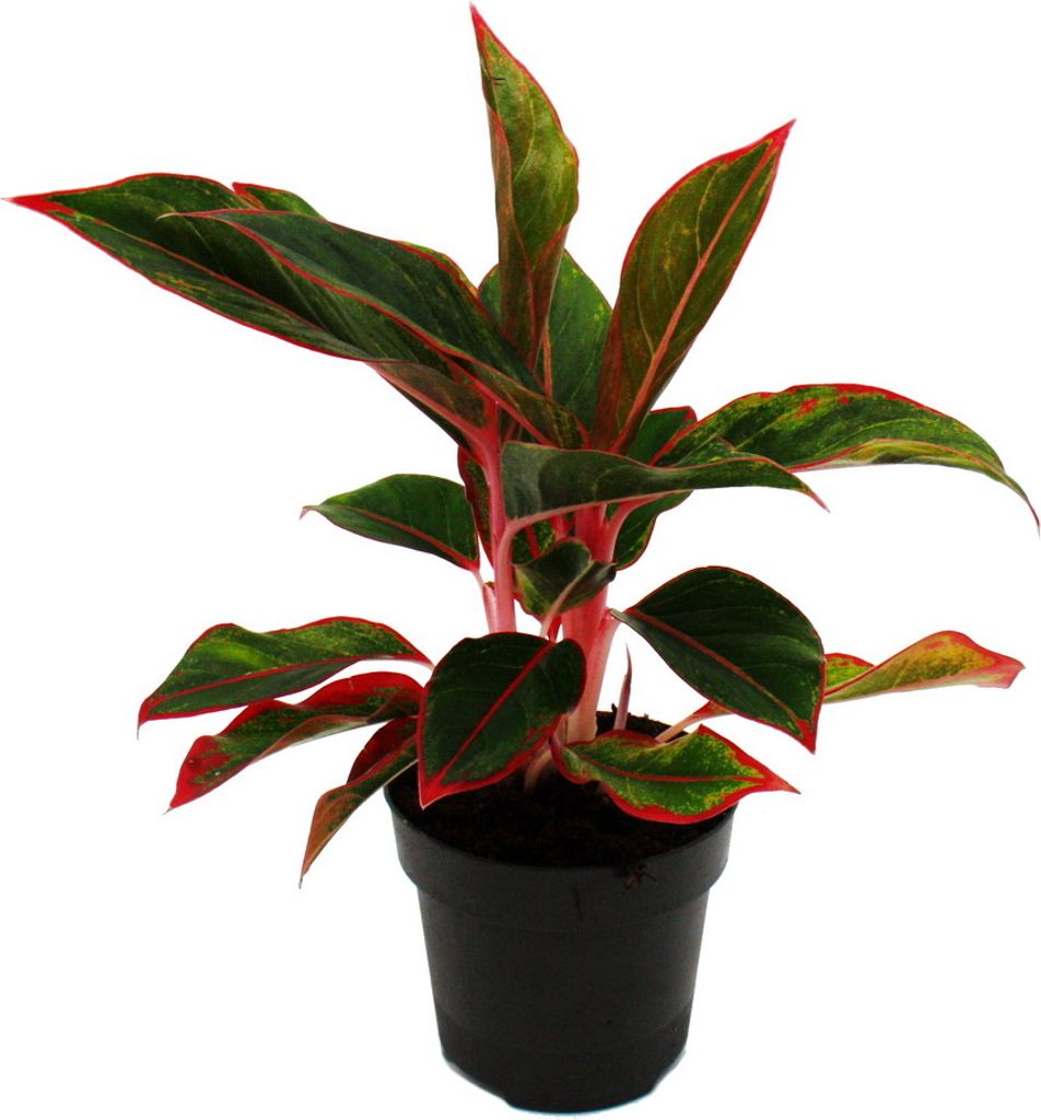 Aglaonema Jungle Red - Kolorowa nic kolby - Niezwykle Zdjęcie produktu 