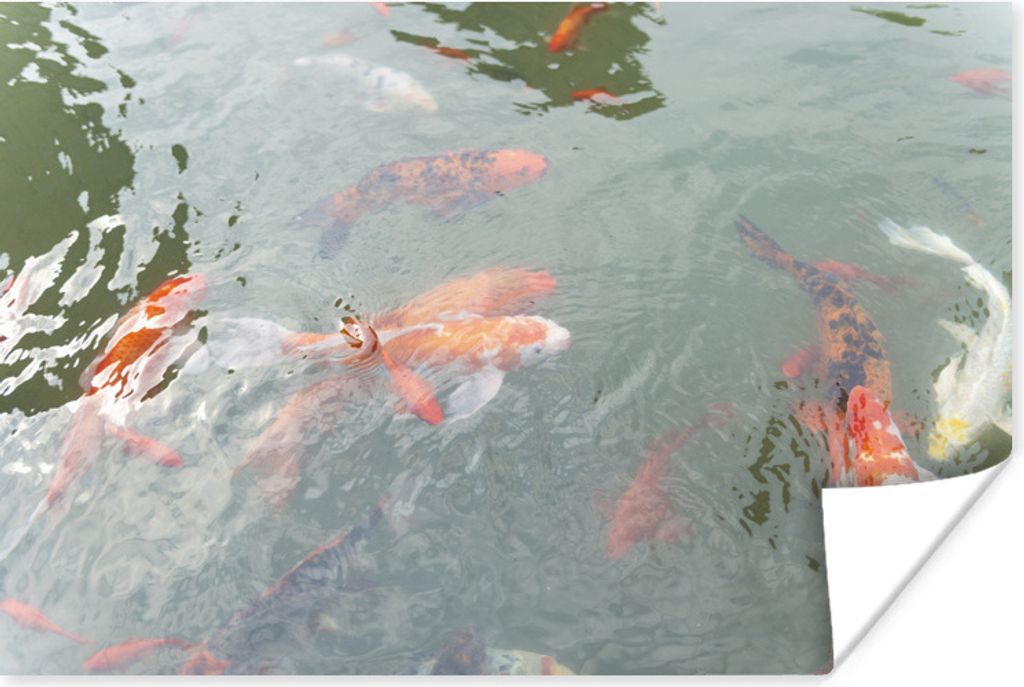 MuchoWow Poster Eine Gruppe von Koi-Karpfen in einem Teich 120x80 cm - Bilder
