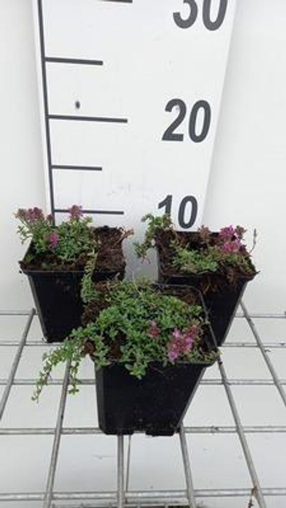 6 x Thymus praecox 'Red Carpet' - Thymian - Topf 9 x 9 cm