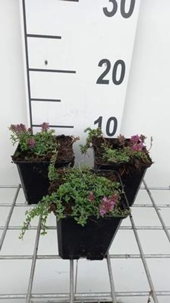 Thymus praecox Red Carpet - Thym couvre-sol - Lot de 6 pots de 9x9 cm