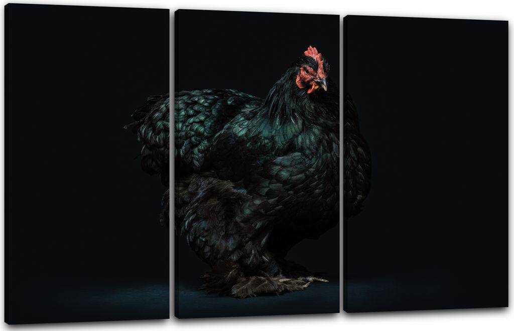 Leinwandbild 3-teilig (120x80cm): Hahn Huhn Tier-Bilder art-fotografy Kunst-Fotografie cute anmutig, echter Holz-Keilrahmen inkl. Aufhänger, handg...