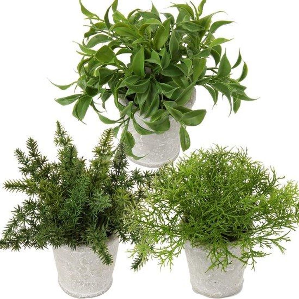Kleine Eukalyptus-Kräuterpflanze in Beton-Töpfen Dekoration
