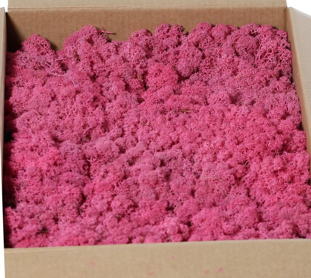 artplants.de Dekomoos SVEINBJÖRN, pink, 2,7kg - Echtes Isländisches Moos