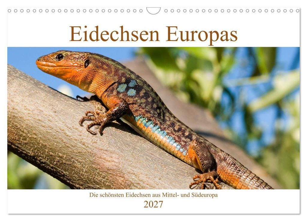 Eidechsen Europas (Wandkalender 2027 DIN A3 quer), CALVENDO Monatskalender