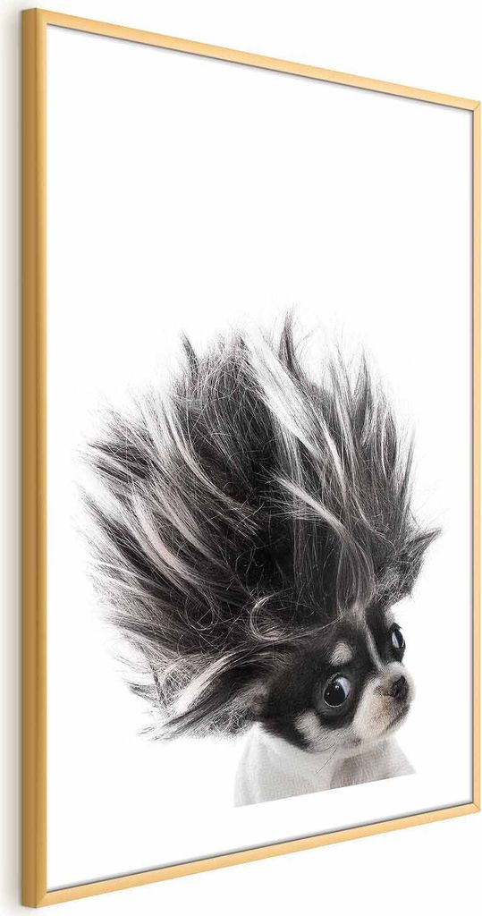 Posterpapier Poster - Chihuahua 60x90 cm Für Kinder g-B-0099-ao-a