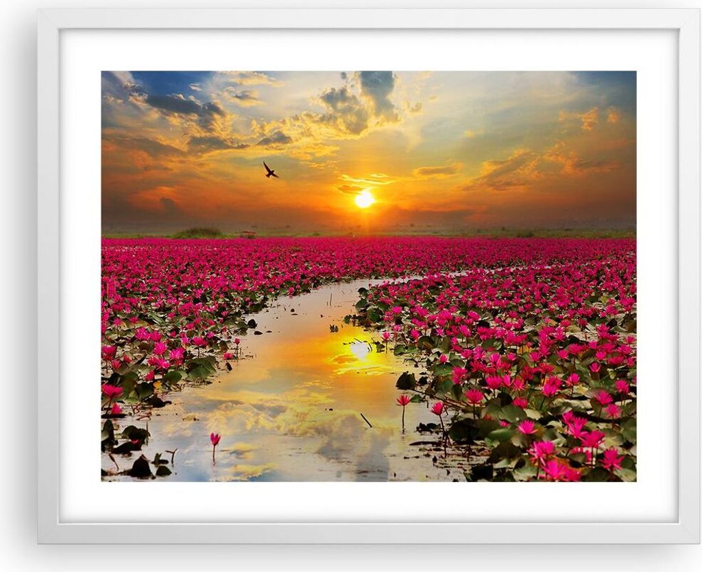 Gerahmtes Poster - Weißer Rahmen - See Blumen - 50x40 cm - Wand Bild - Wanddeko - Wandbilder - Kunstposter - Wandposter - Bilderrahmen - Bilder - ...