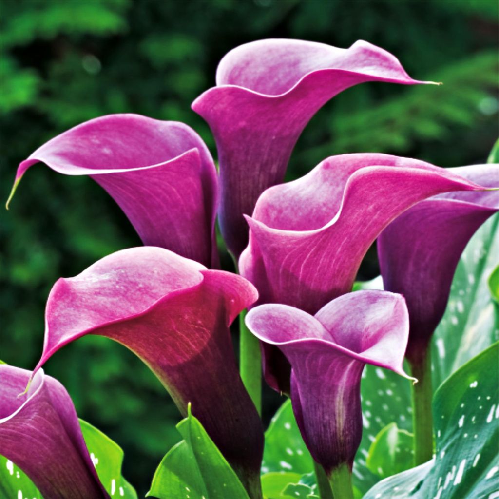 Zantedeschia Calla Kalla Kalia Purple Sensation 1 pièce Image du produit 