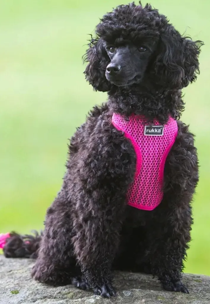 Rukka Dog Pettorina COMFORT AIR Rosa M | Traspirante e Regolabile
